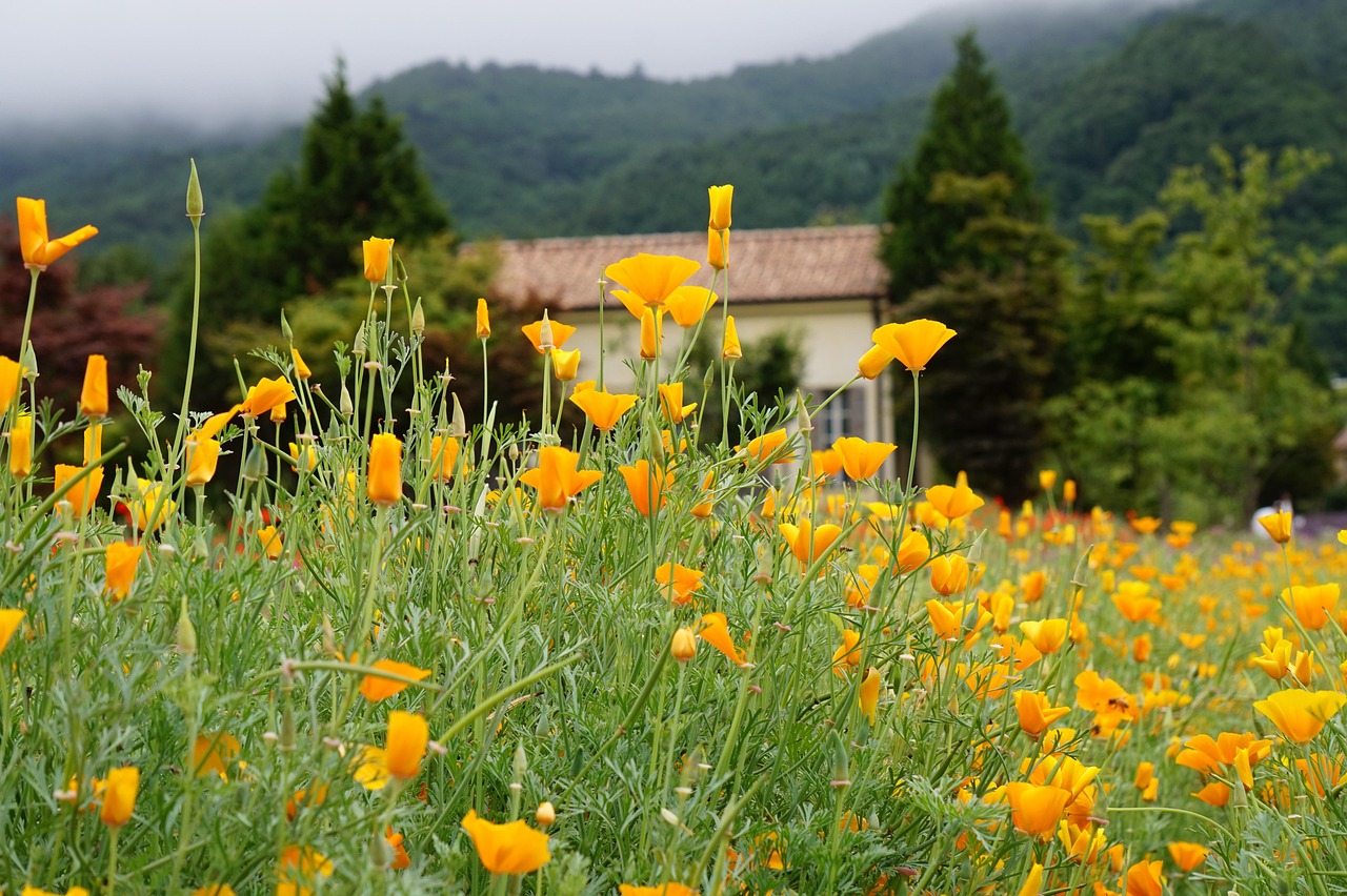 野草云实名账号:各大推广平台 开户价格