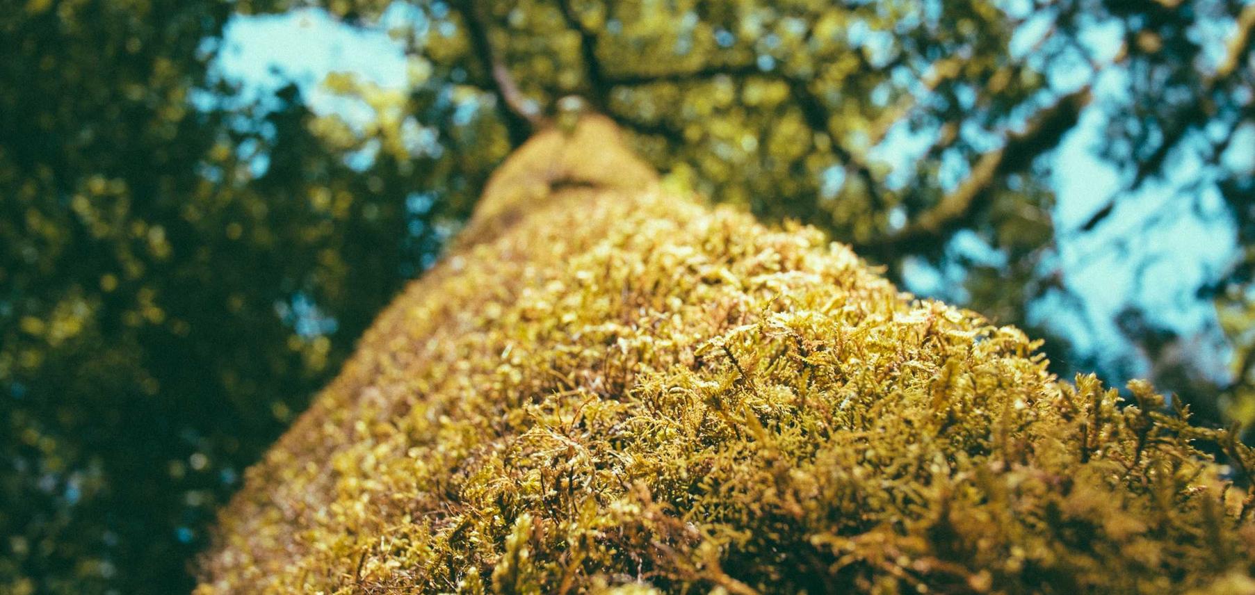 天地温州购买卡瓦依钢琴平台